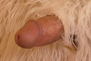 中国老头性爱视频 Porn